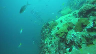 海洋潜水潜水水下色彩斑斓的热带珊瑚礁海景学校海鱼深海洋软硬珊瑚水生生态系统天堂背景水极端的体育运动爱好